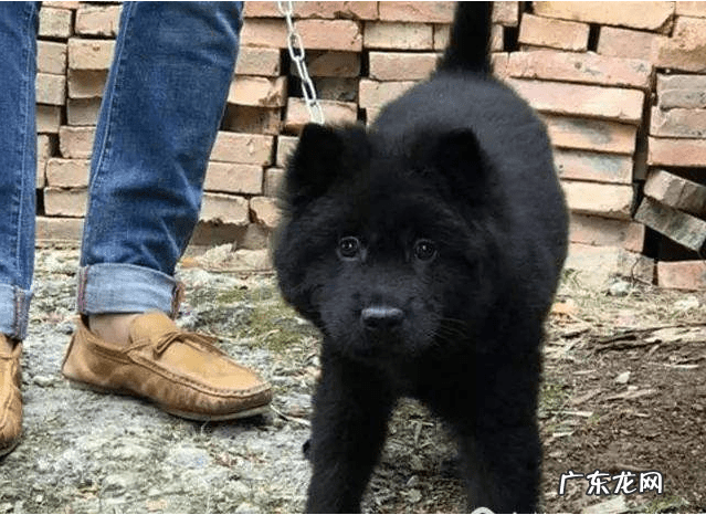 民间关于黑狗毛有啥用 黑狗的风水