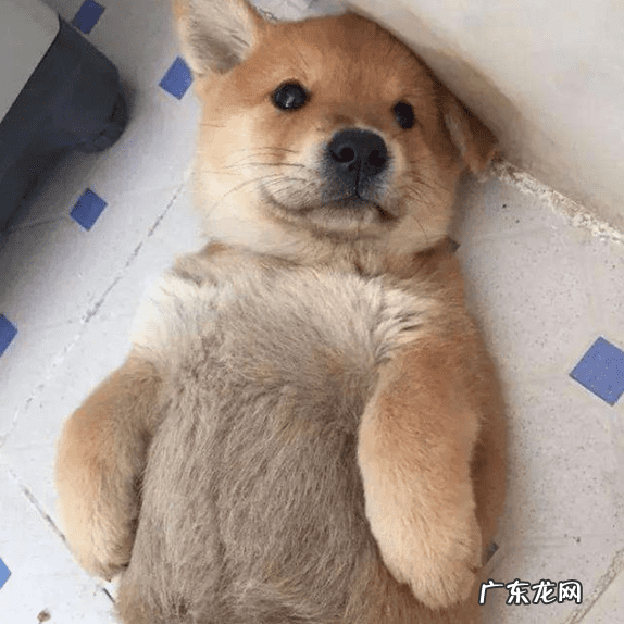 民间关于黑狗毛有啥用 黑狗的风水