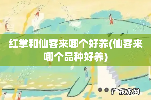 仙客来哪个品种好养 红掌和仙客来哪个好养