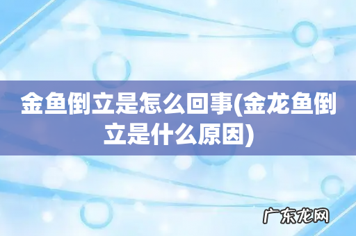 金龙鱼倒立是什么原因 金鱼倒立是怎么回事