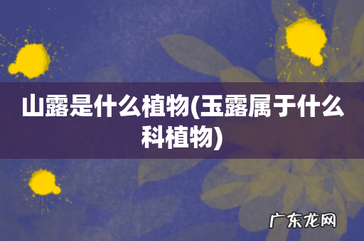 玉露属于什么科植物 山露是什么植物