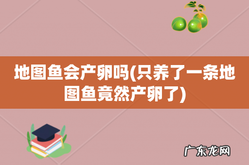 只养了一条地图鱼竟然产卵了 地图鱼会产卵吗