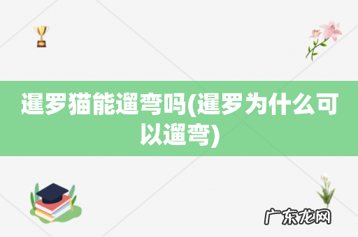 暹罗为什么可以遛弯 暹罗猫能遛弯吗