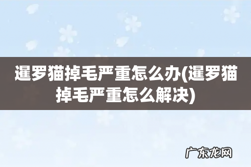 暹罗猫掉毛严重怎么解决 暹罗猫掉毛严重怎么办