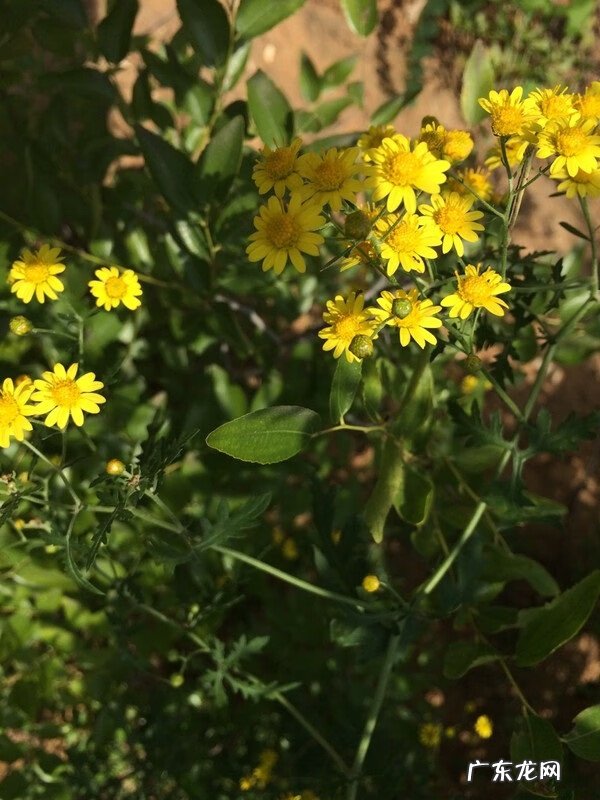 桂平著名风水宝地详情一览表 平山风水宝地