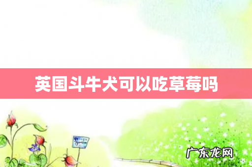 英国斗牛犬可以吃草莓吗