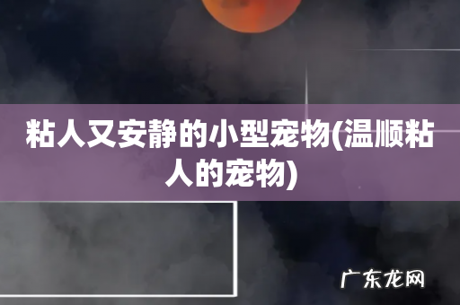 温顺粘人的宠物 粘人又安静的小型宠物