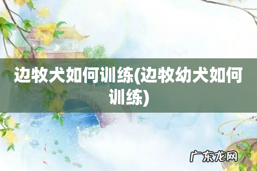 边牧幼犬如何训练 边牧犬如何训练