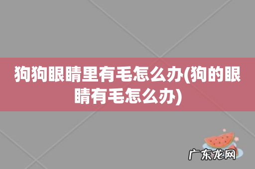 狗的眼睛有毛怎么办 狗狗眼睛里有毛怎么办