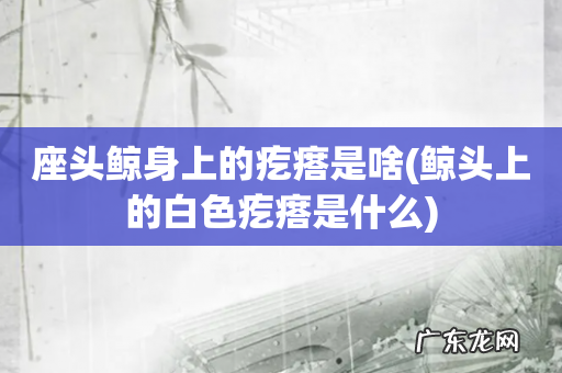 鲸头上的白色疙瘩是什么 座头鲸身上的疙瘩是啥