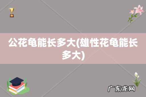 雄性花龟能长多大 公花龟能长多大