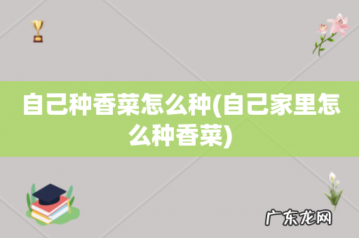自己家里怎么种香菜 自己种香菜怎么种