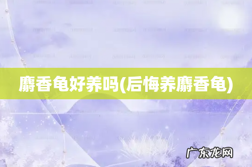 后悔养麝香龟 麝香龟好养吗