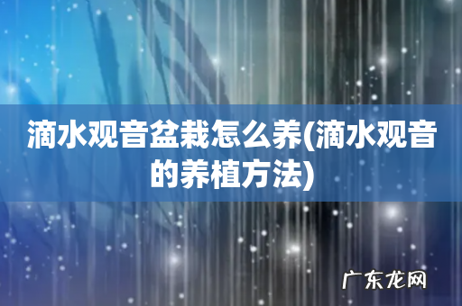 滴水观音的养植方法 滴水观音盆栽怎么养