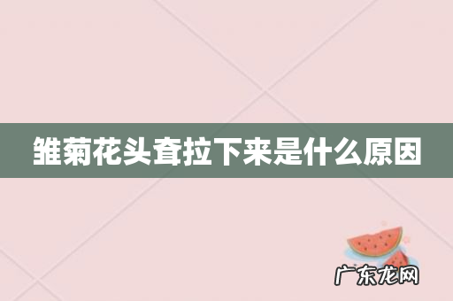 雏菊花头耷拉下来是什么原因