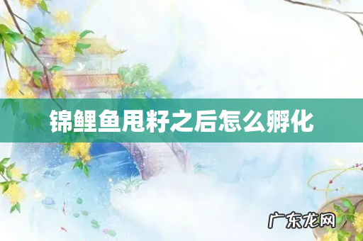 锦鲤鱼甩籽之后怎么孵化