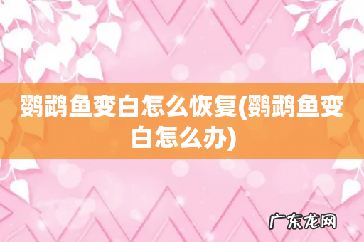 鹦鹉鱼变白怎么办 鹦鹉鱼变白怎么恢复