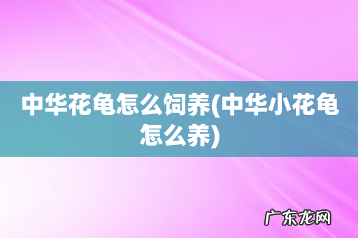 中华小花龟怎么养 中华花龟怎么饲养