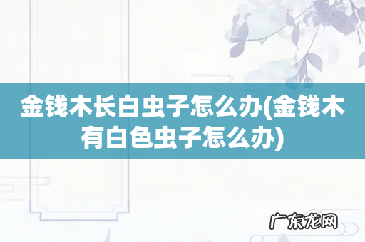 金钱木有白色虫子怎么办 金钱木长白虫子怎么办