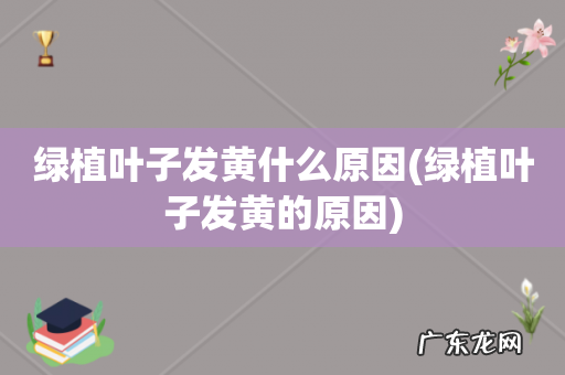 绿植叶子发黄的原因 绿植叶子发黄什么原因