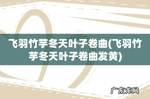 飞羽竹芋冬天叶子卷曲发黄 飞羽竹芋冬天叶子卷曲