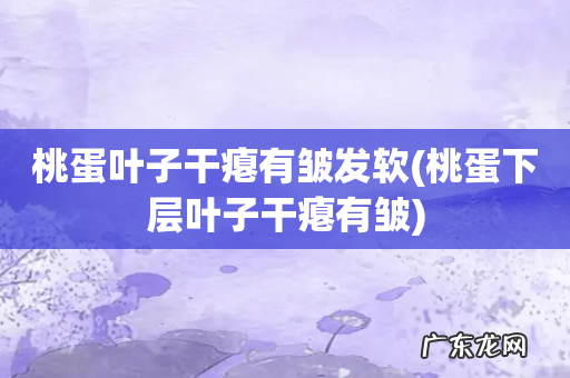 桃蛋下层叶子干瘪有皱 桃蛋叶子干瘪有皱发软