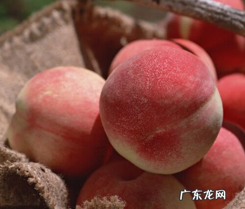 水蜜桃的好处 水蜜桃的功效与作用禁忌