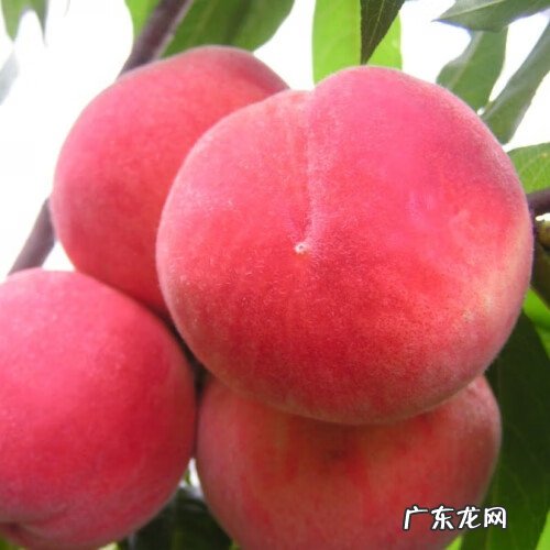 水蜜桃的好处 水蜜桃的功效与作用禁忌