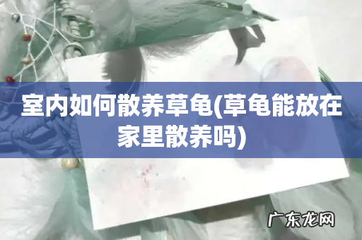 草龟能放在家里散养吗 室内如何散养草龟