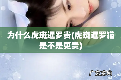 虎斑暹罗猫是不是更贵 为什么虎斑暹罗贵