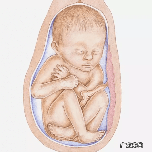 7个月胎儿图 怀孕七个月女孩胎儿图