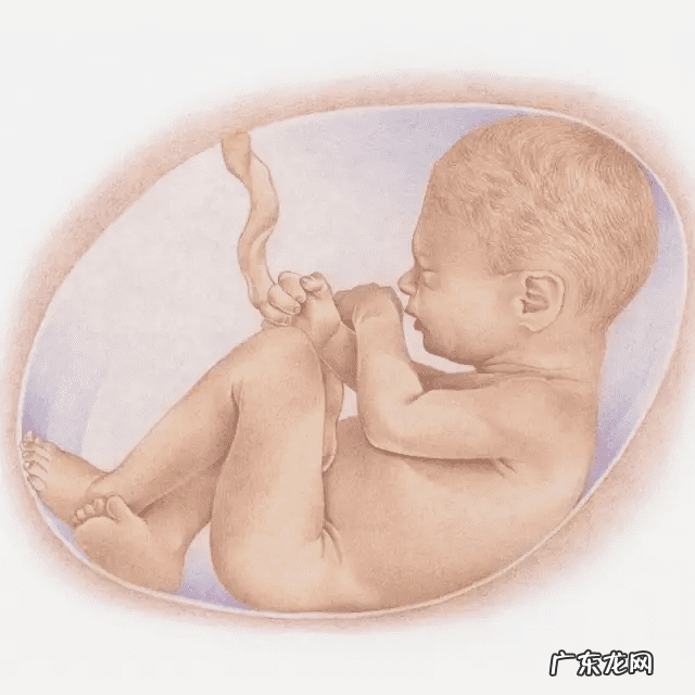 7个月胎儿图 怀孕七个月女孩胎儿图