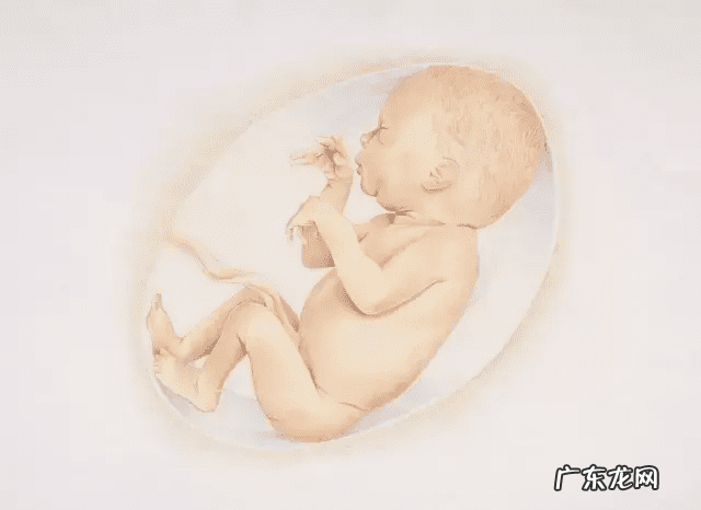 7个月胎儿图 怀孕七个月女孩胎儿图