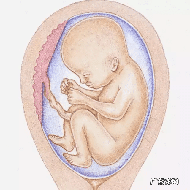 7个月胎儿图 怀孕七个月女孩胎儿图