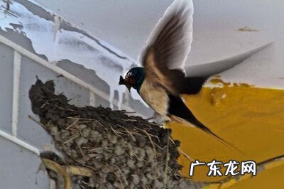 燕子图有什么风水寓意 燕子和风水