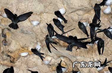 燕子图有什么风水寓意 燕子和风水