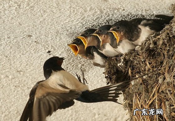 燕子图有什么风水寓意 燕子和风水