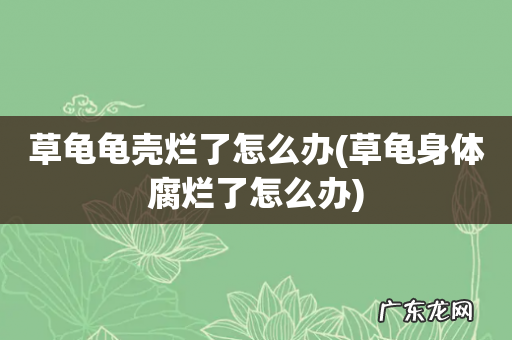 草龟身体腐烂了怎么办 草龟龟壳烂了怎么办