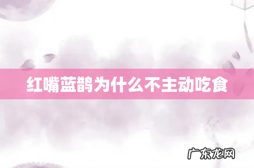 红嘴蓝鹊为什么不主动吃食