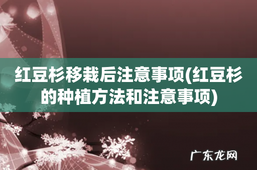 红豆杉的种植方法和注意事项 红豆杉移栽后注意事项