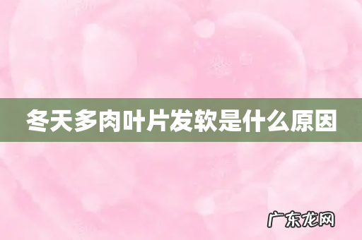 冬天多肉叶片发软是什么原因