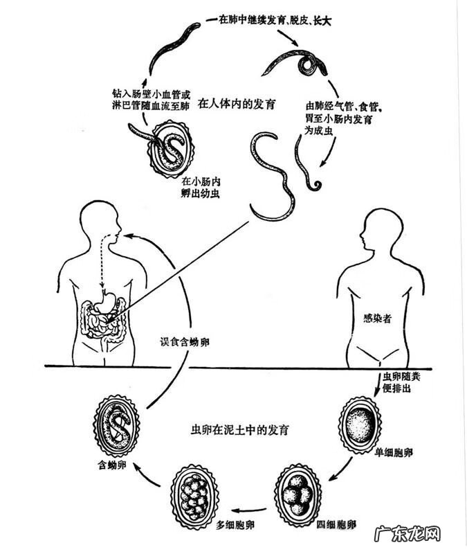 蛔虫病症状及治疗方法 蛔虫病