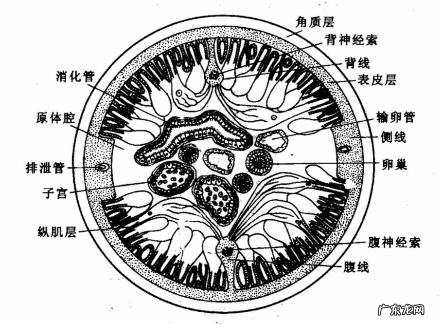 蛔虫病症状及治疗方法 蛔虫病