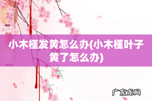 小木槿叶子黄了怎么办 小木槿发黄怎么办