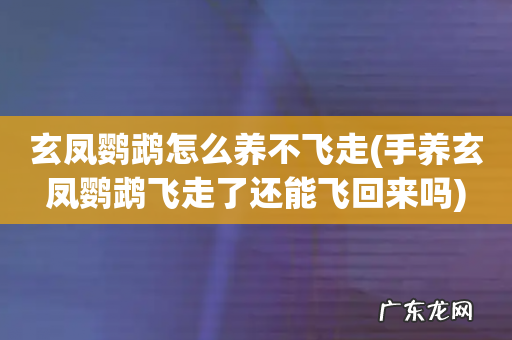 手养玄凤鹦鹉飞走了还能飞回来吗 玄凤鹦鹉怎么养不飞走