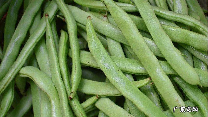 豆类大全图片 豆类