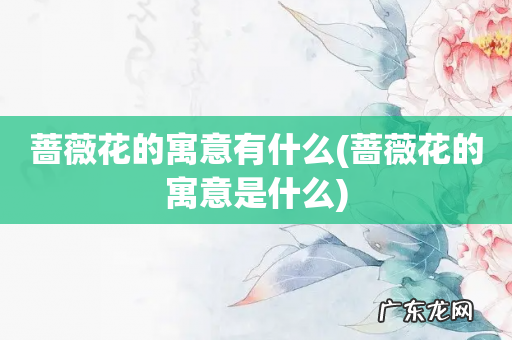 蔷薇花的寓意是什么 蔷薇花的寓意有什么