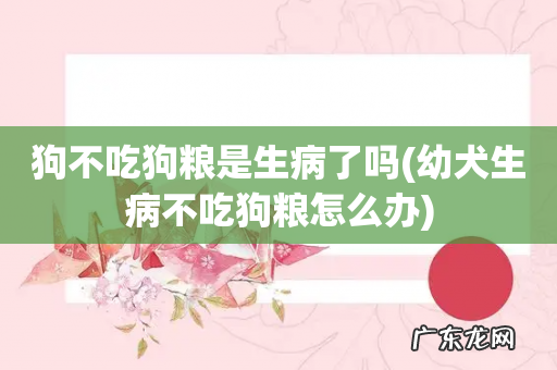 幼犬生病不吃狗粮怎么办 狗不吃狗粮是生病了吗