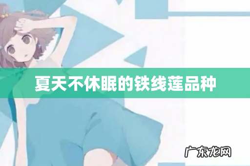 夏天不休眠的铁线莲品种