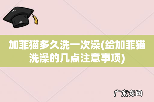 给加菲猫洗澡的几点注意事项 加菲猫多久洗一次澡